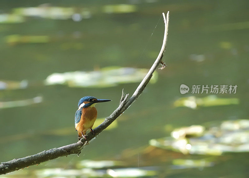 树枝上的翠鸟(Alcedo atthis)